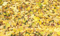 MAINT-LEAF