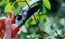 MAINT-PRUNE